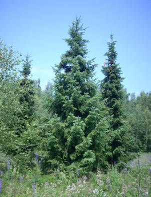 Ель голубая
Высота 8 – 10 метра