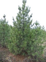 Кедр (сосна кедровая) от 7 до 8 м