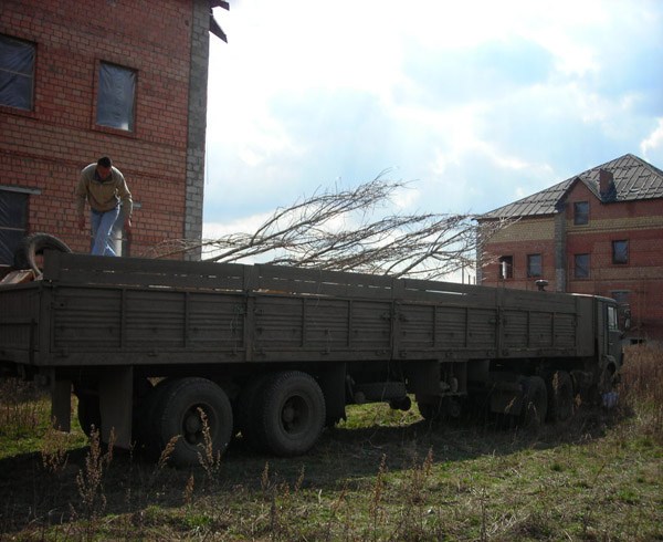 Посадка лиственных деревьев