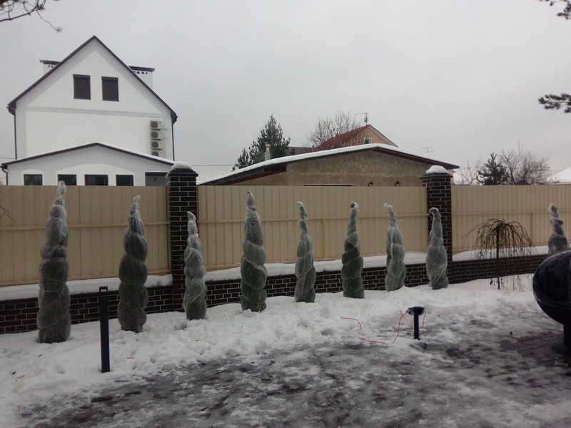 Укрытие хвойных растений