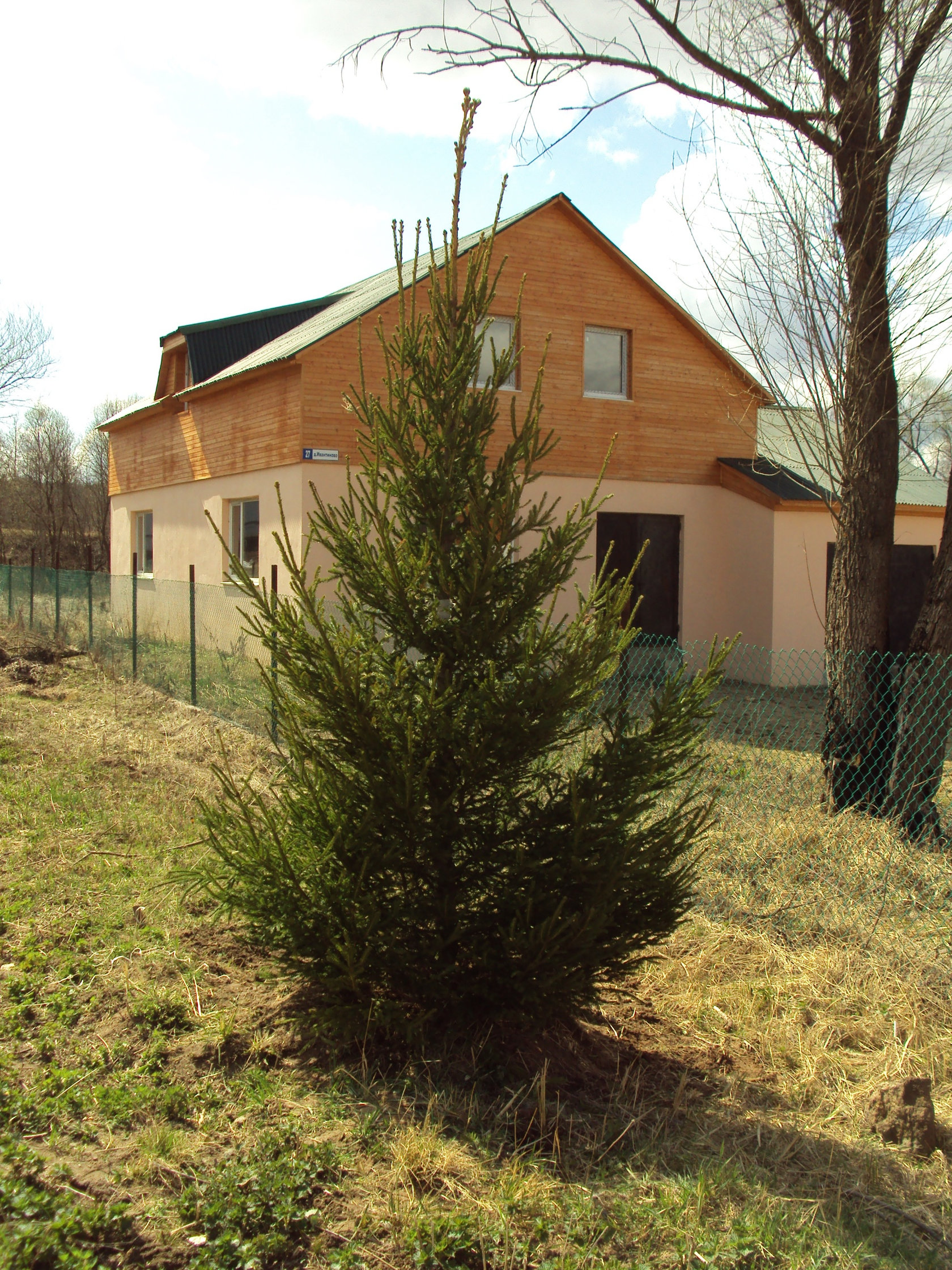 Ель обыкновенная 3-4 м