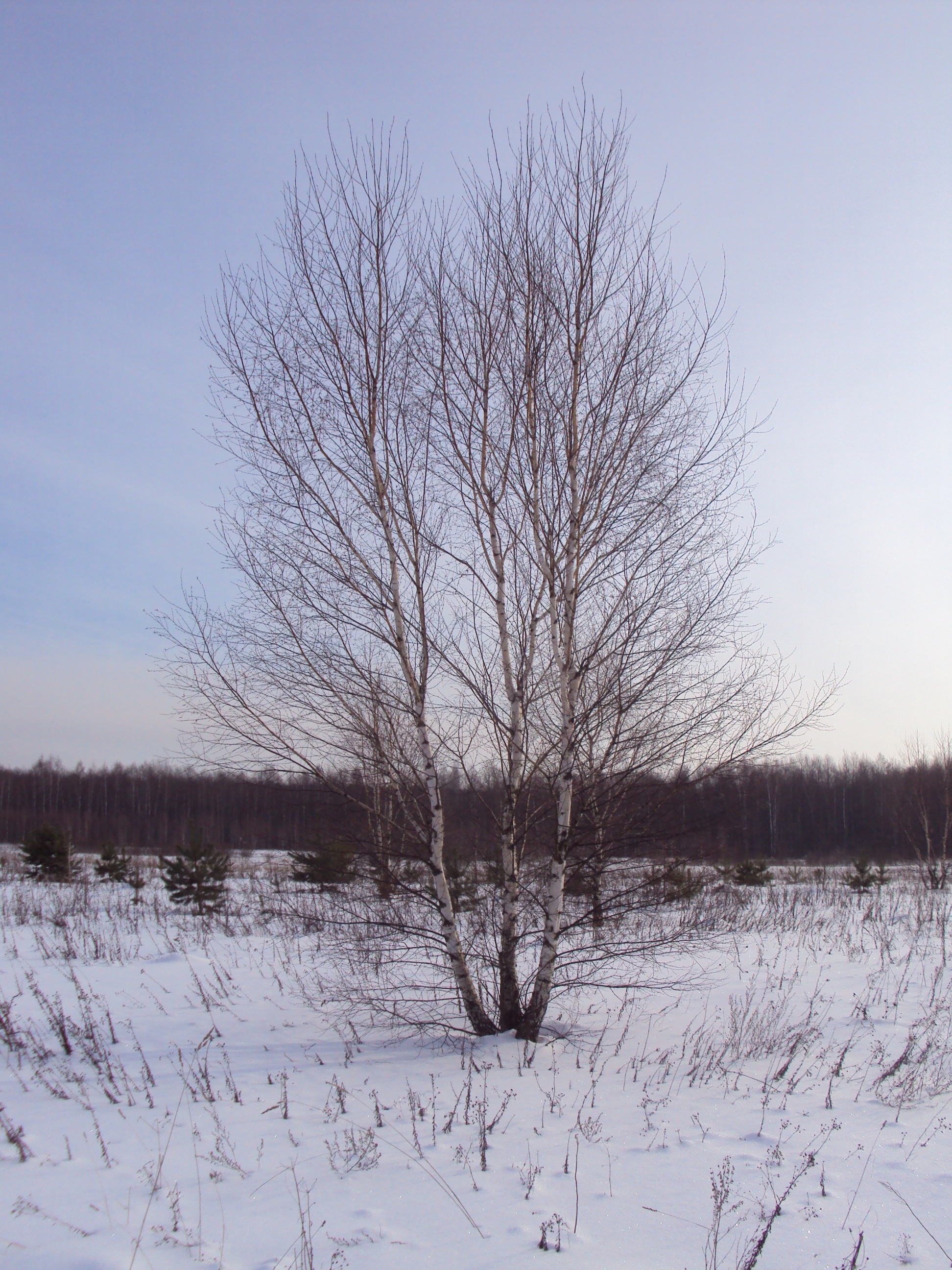 Береза обыкновенная от 12 до 15 м