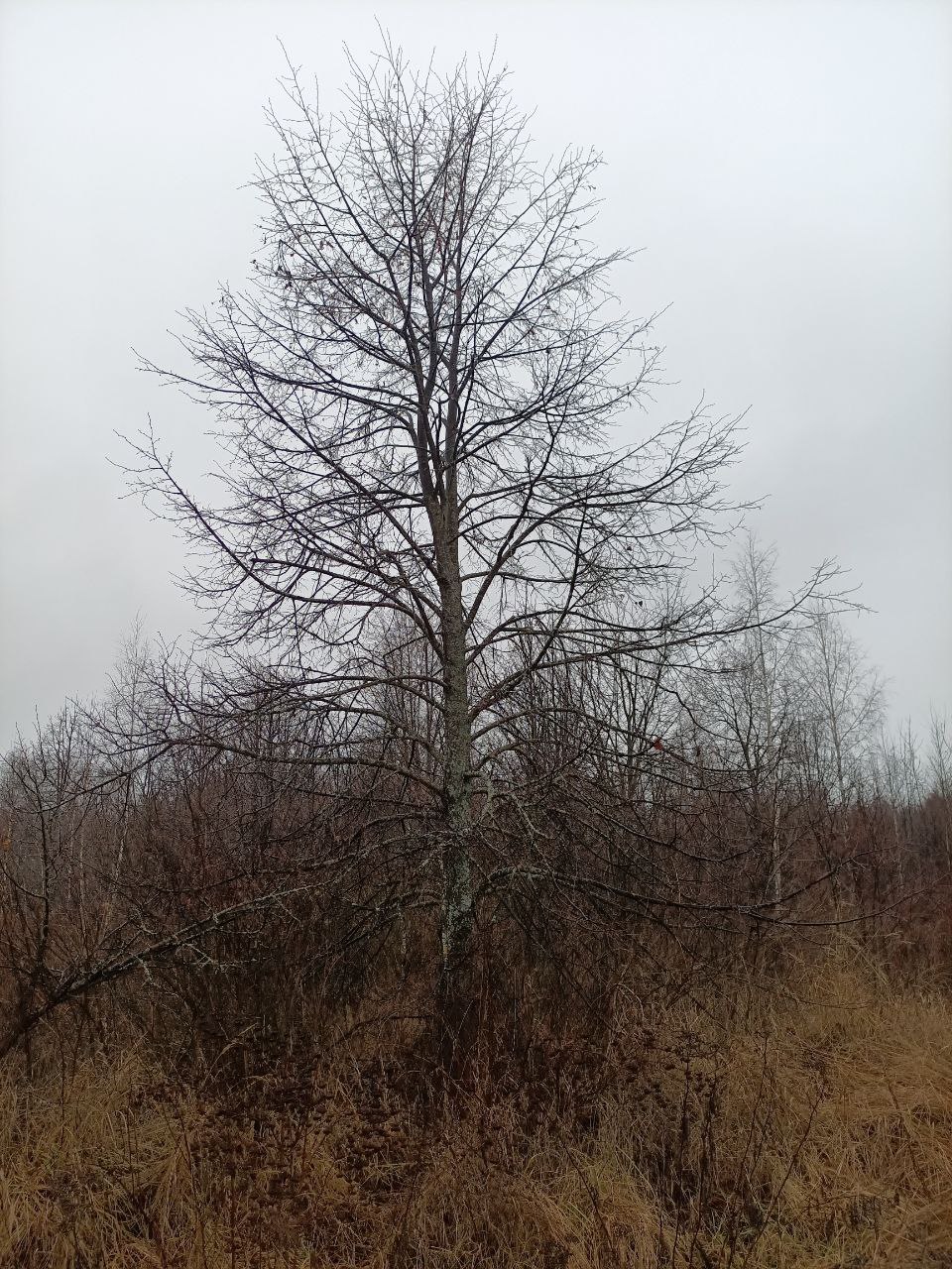 Липа мелколистная от 10 до 12 м